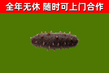 日喀则回收海参干